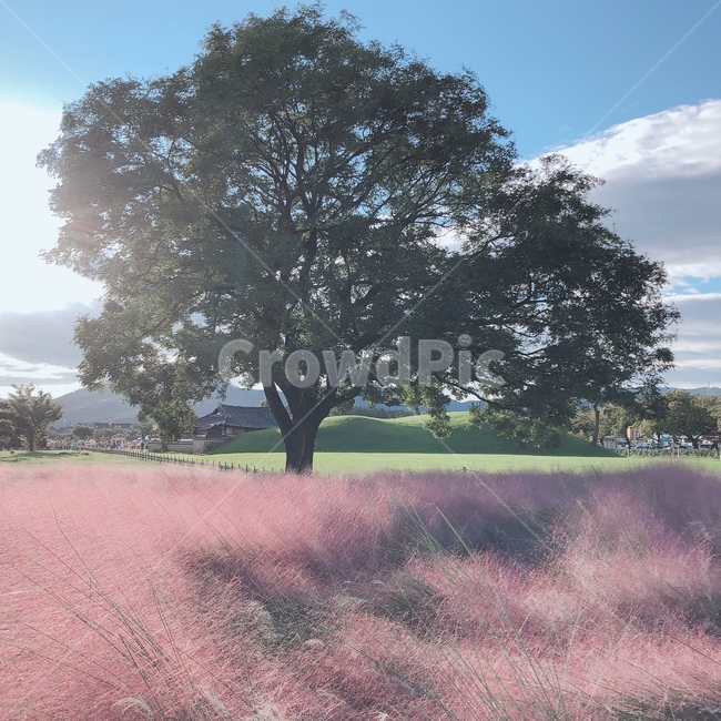 핑크뮬리,가을,경주,나무,식물,pinkmuhly,autumn,korea,gyeongju,가을,계절,fall,autumn,season,tree,plant