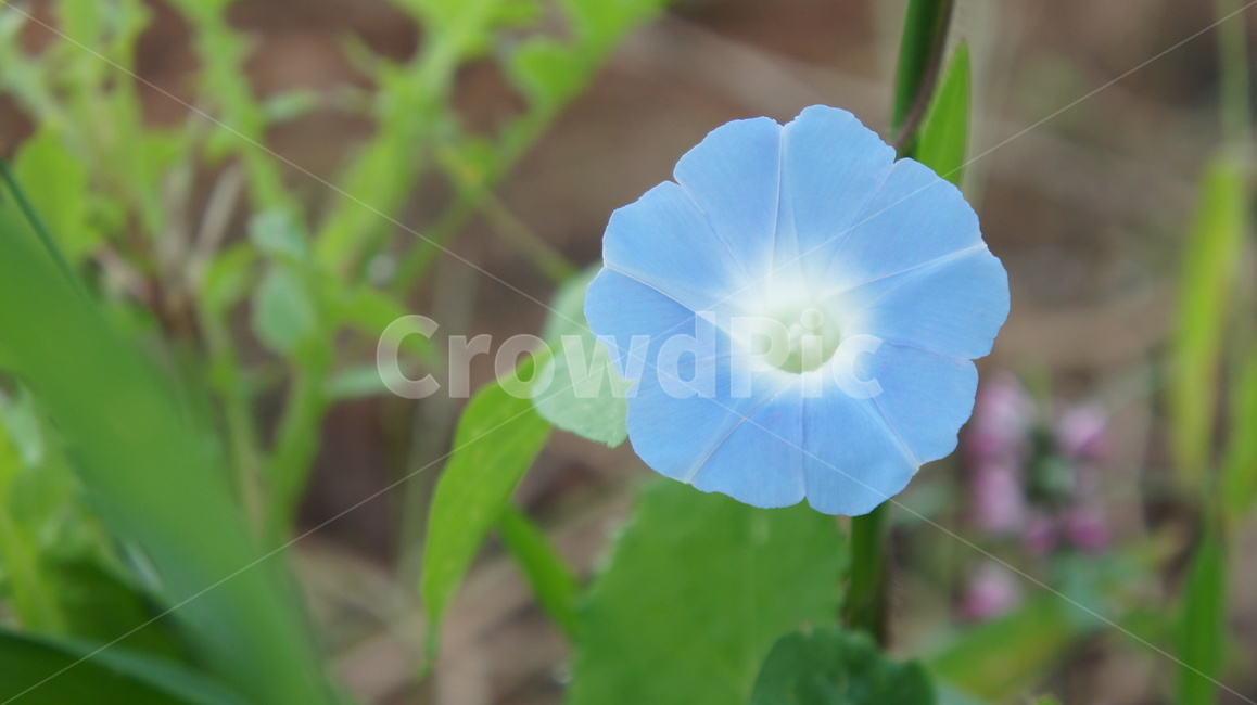나팔꽃,꽃,plant,식물,flower,자연,하늘색꽃,파란꽃,식물,자연,plants,nature,꽃,flower