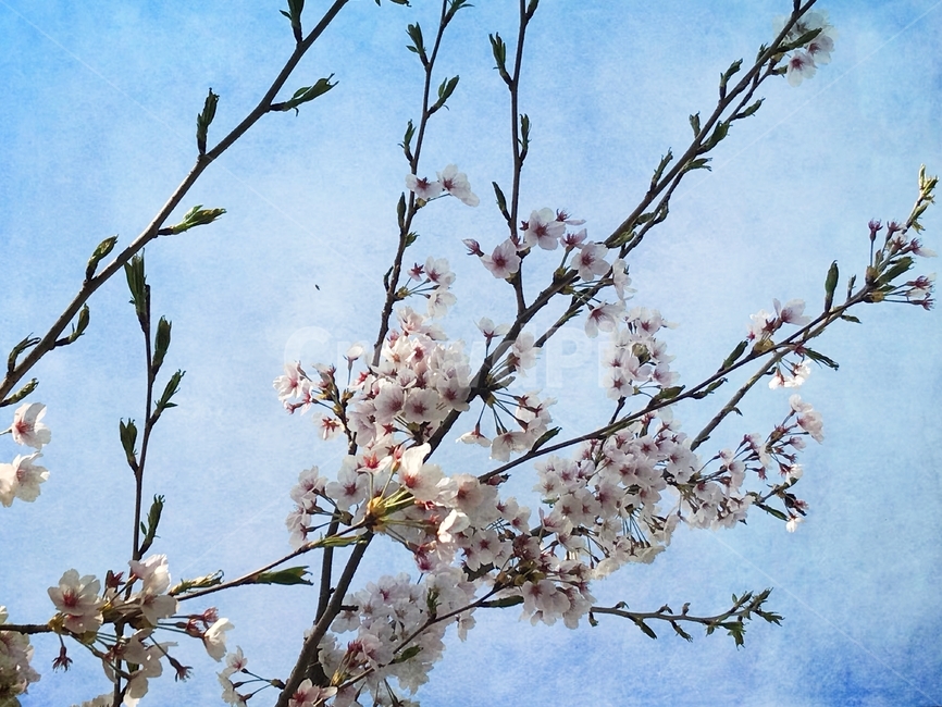 봄,벚꽃,꽃,사쿠라,spring,flower,season,cherry,pink,blossom,nature,blooming,branch,beautiful,sky,sakura,garden,tree,blue,하늘,자연,풍경,봄꽃,파랑,파란하늘,분홍
