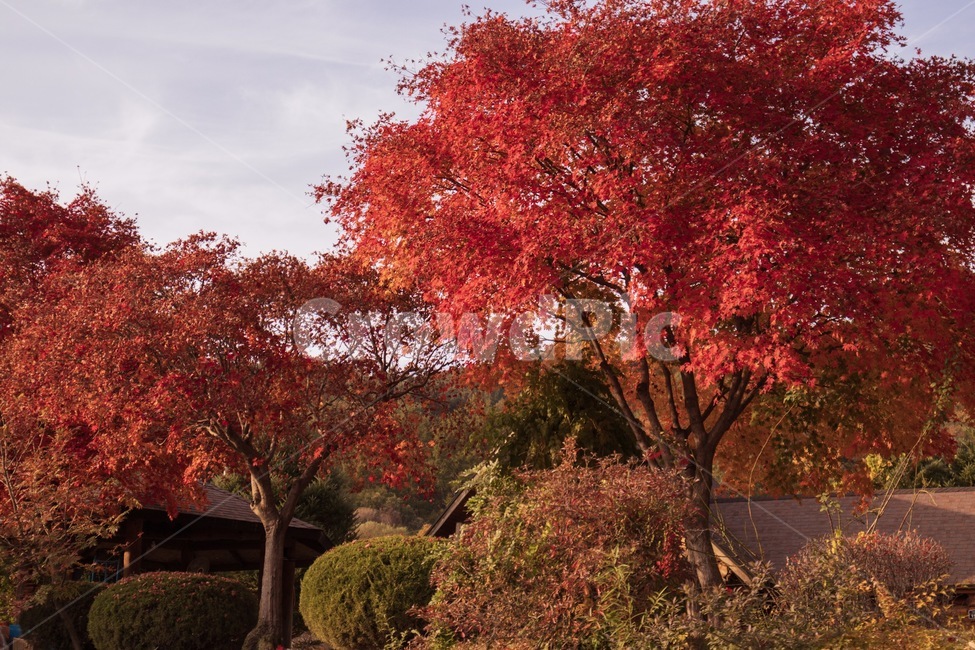 나무,단풍,가을,자연,풍경,fall,tree,landscape,가을,계절,fall,autumn,season,자연,풍경,nature,landscape,plant,식물,maple