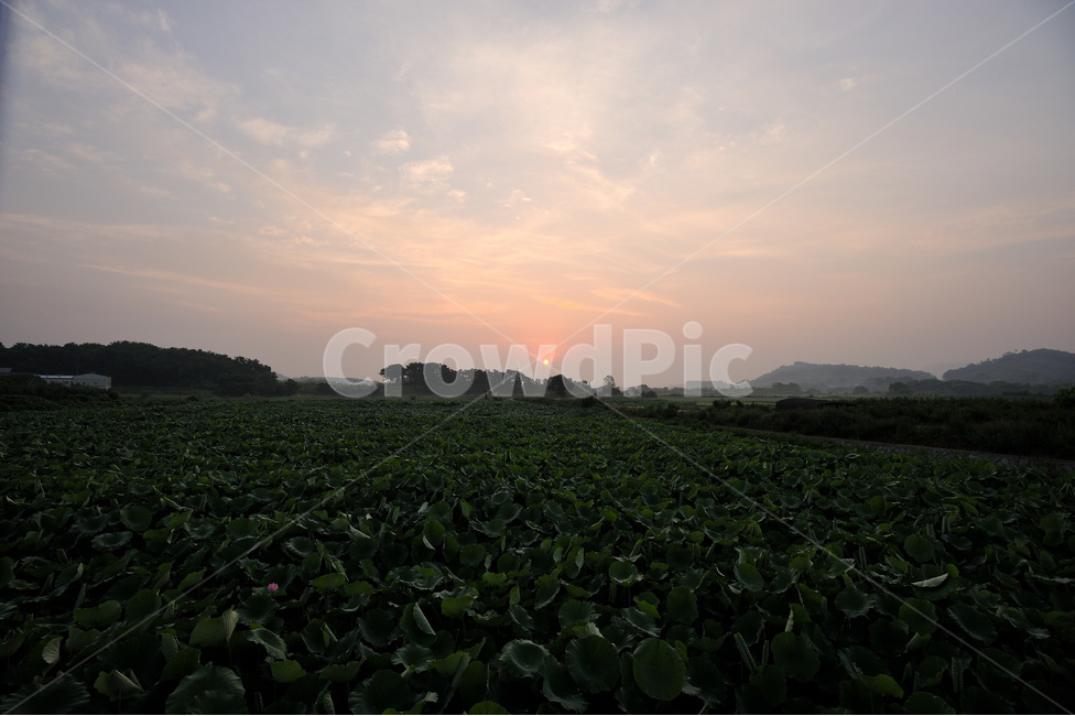 일출,연꽃,아침,새벽,풍경,자연,풍경,nature,landscape,outdoors,옥외