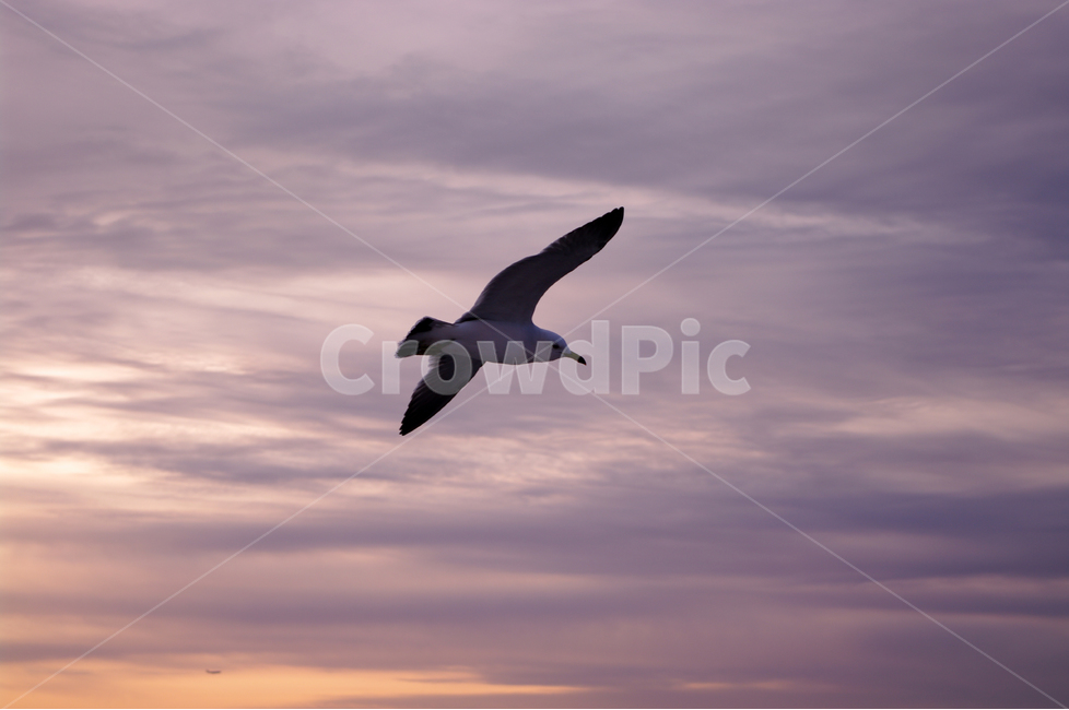 갈매기,새,노을,석양,하늘,구름,풍경,자연,nature,landscape,동물,animal,조류,새,birds