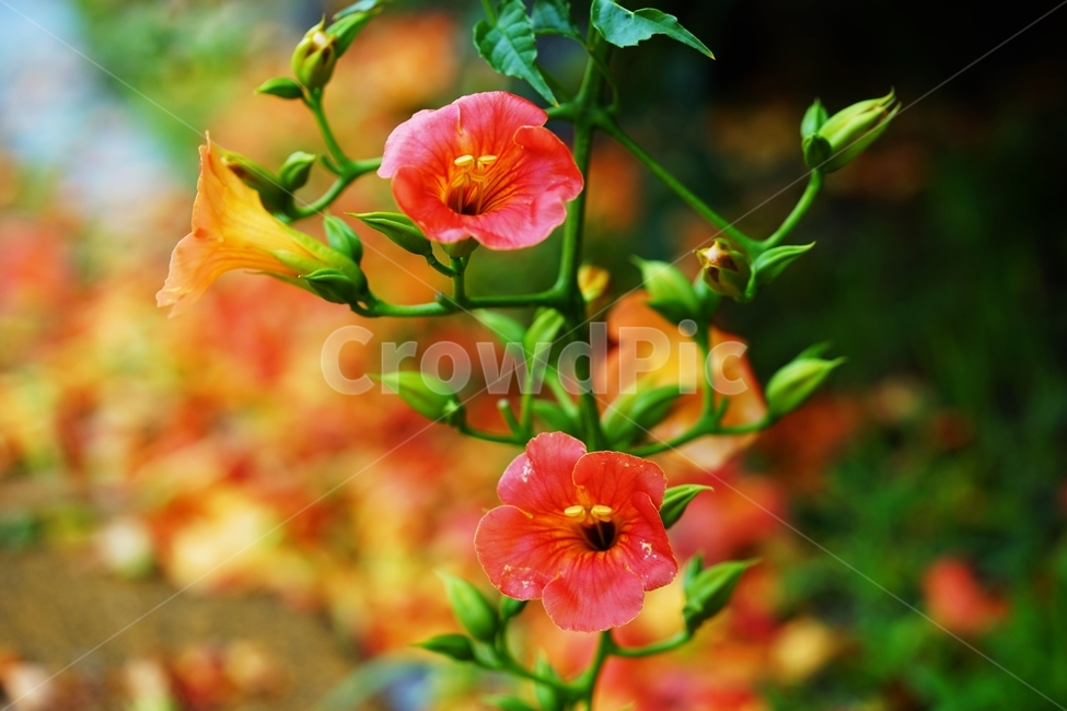 능소화,꽃,여름꽃,주황색꽃,식물,식물,자연,plants,nature,꽃,flower