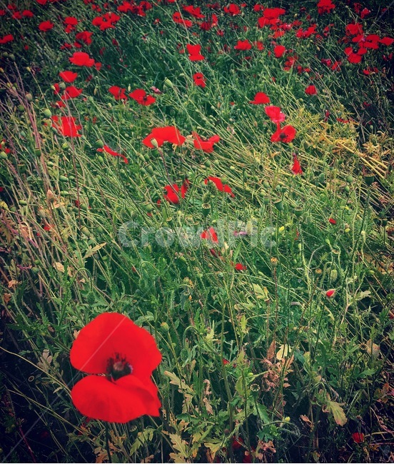 양귀비,poppy,빨간꽃,풀,꽃밭,바람,무거움