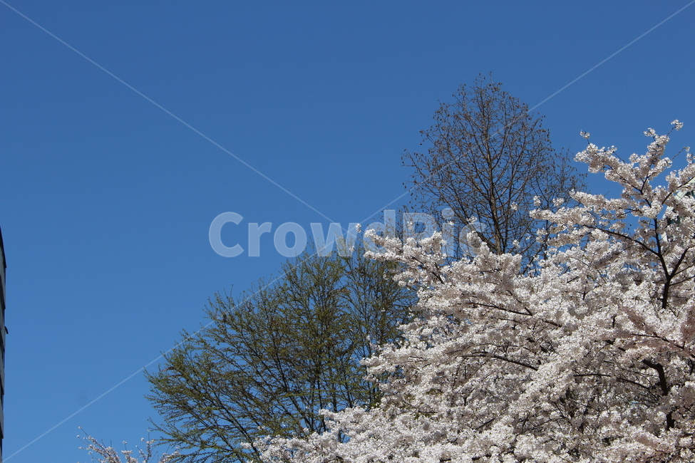 봄,꽃,벚꽃,하늘,감성,봄,계절,spring,season,자연,풍경,nature,landscape,plant,식물