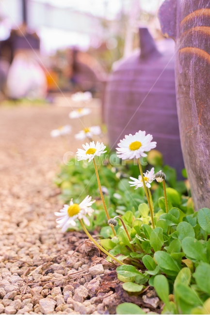 비닐하우스,봄,꽃,flower,flowers,blossom,beautiful,정원,화원,아름다운,식물,자연,plants,nature,꽃,flower