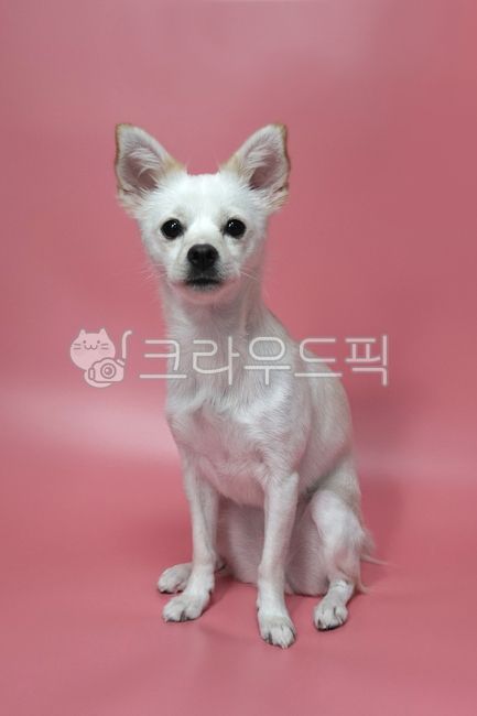 mixed dog,mixed breed dog,mixed,white dog,cute,white puppy,white,bowwow,doggy,Dog,pet,hybrid,White,puppy,animal,dog,pet dog,mammalia,sitting