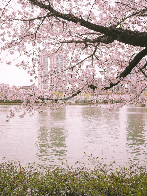 벚꽃,봄,벚꽃나무,석촌호수,자연,봄,계절,spring,season,plant,식물,flower,꽃,blossom,cherry blossom