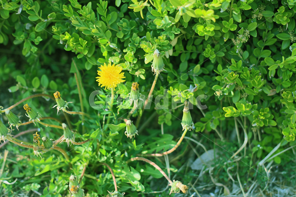 자연,꽃,봄,민들레,노란,초록색,노란꽃,봄꽃,식물,자연,plants,nature,꽃,flower