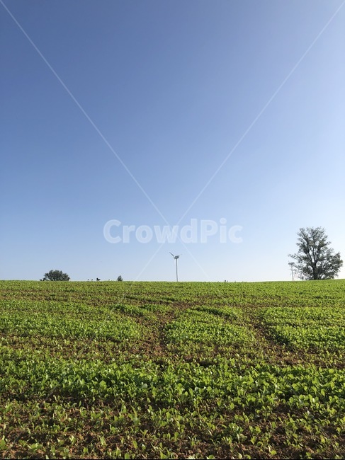 nature,자연,field,들,outdoors,옥외,grassland,목초지,rural,농촌,farm,농장,countryside,한지방,가을,하늘,초원,푸르른,여름,시골,평화로움