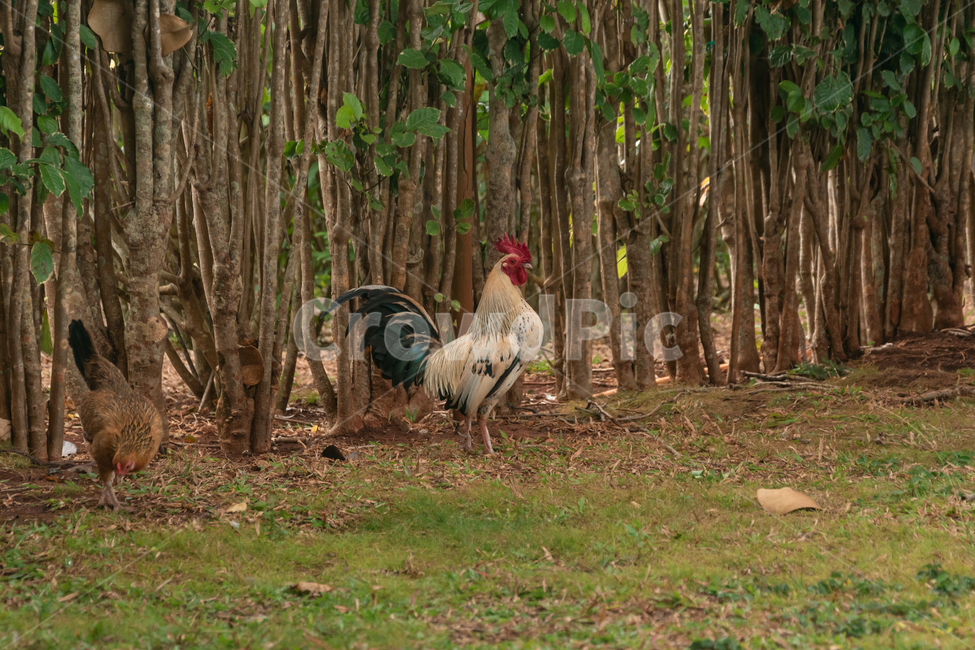 닭,동물,자연,수탉,암탉,치킨,야외,잔디,미국,풀,나무,chicken,wildlife,animal,outdoor,nature,green,tree,grass,cock,hen,yellow,brown,white,갈색,흰색,야생,배경,background,close,macro,closeup,매크로,동물,animal,조류,새,birds