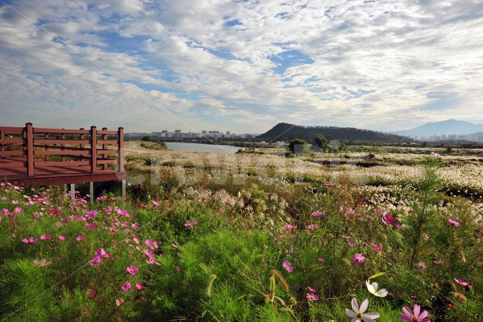 광주광역시,서창,억새,가을,하늘,가을,계절,fall,autumn,season,자연,풍경,nature,landscape,한국자연풍경,한국자연경관,korea nature landscape,outdoors,옥외,grassland,목초지,field,들,furniture,가구,bench,벤치