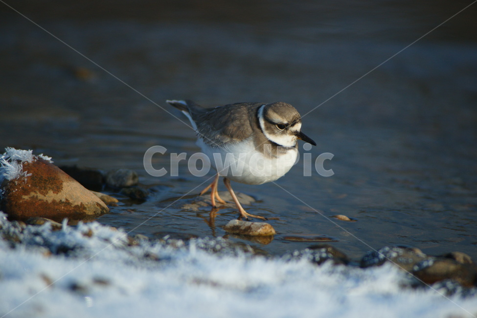 흰목물떼새,멸종위기종,조류,철새,새,겨울,계절,winter,season,동물,animal,조류,새,birds