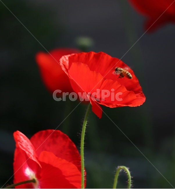 양귀비,벌,빛,붉은색,여름,식물,자연,plants,nature,꽃,flower,동물,animal,곤충,벌레,insect,bug
