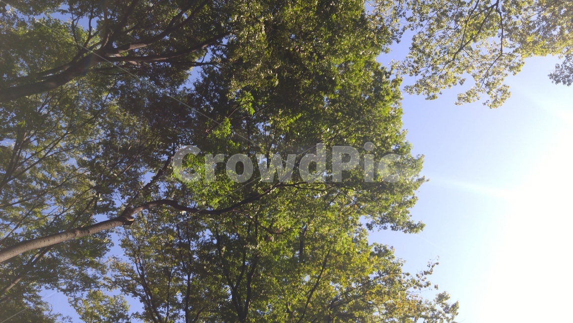 나무,tree,숲,forest,식물,plant,나무줄기,treetrunk,햇살,햇빛,하늘,sun,sunshine,sky,자연,풍경,nature,landscape,tree trunk,나무 줄기
