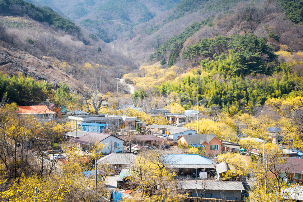 산수유,풍경,마을,산,자연,녹색,전망,집,나무,건축,꽃,봄,식물,잎,초원,가지,정원,성장,아름다움,숲,시골,landscape,village,mountain,town,mountains,green,view,houses,panorama,tree,valley,hill,trees,hills,architecture,nature,flower,spring,plant,blossom,flowers,leaf,bloom,flora,meadow,yellow,branch,garden,growth,field,floral,beauty,forest,blooming,cornus,cornusofficinalis,봄,계절,spring,season,시골,마을,풍경,landscape,country,rural,town,outdoors,옥외,scenery