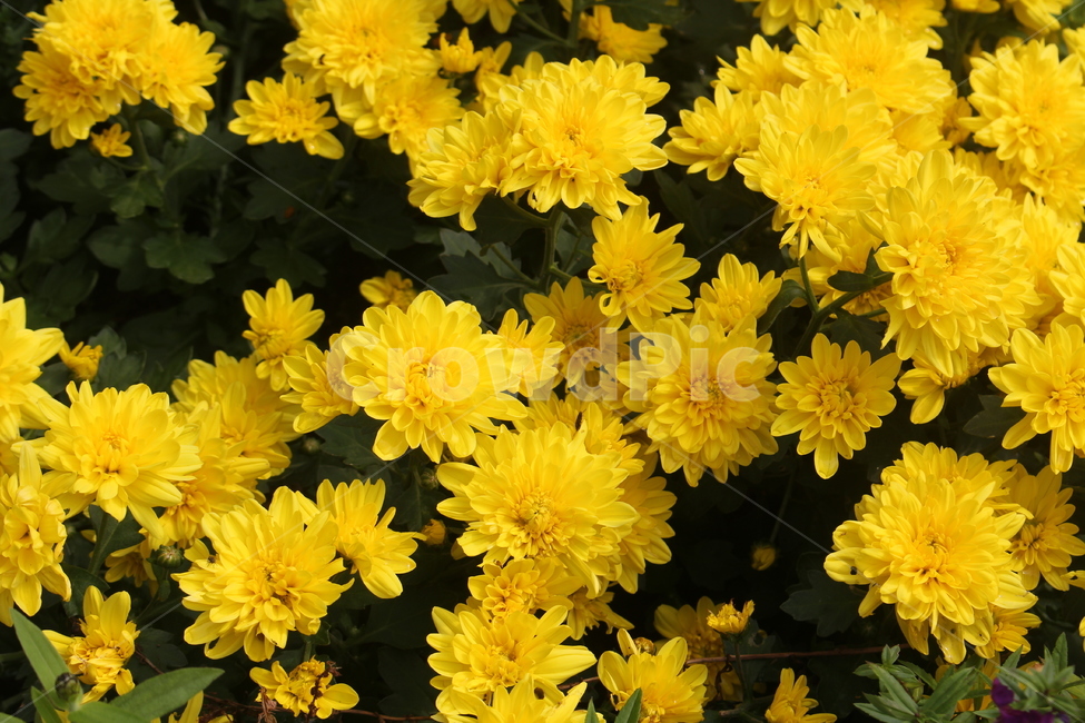 plant,식물,flower,blossom,꽃,노란꽃,식물,자연,plants,nature,꽃,flower