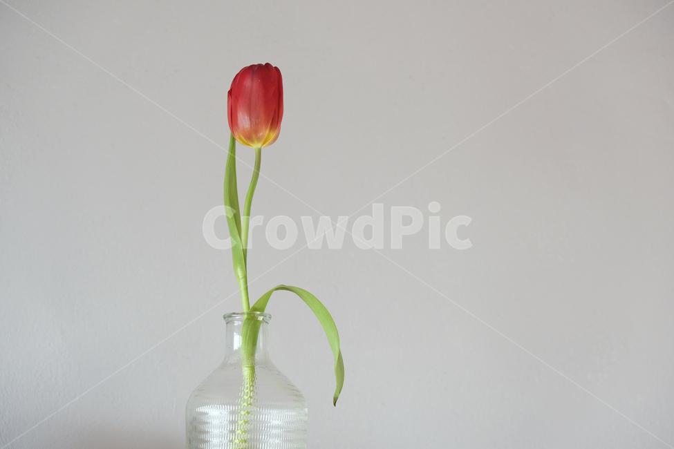 vase,plant,식물,blossom,꽃,튤립,flower,tulip,atulip,한송이,한송이꽃,튤립한송이,simple,minimal,미니멀,red,green,color,심플,실내용화초,화분,화초,house plant