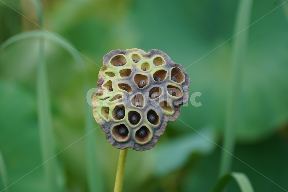 연밥,열매,연꽃의열매,lotusseed,식물,연자육,연꽃씨,식물,자연,plants,nature