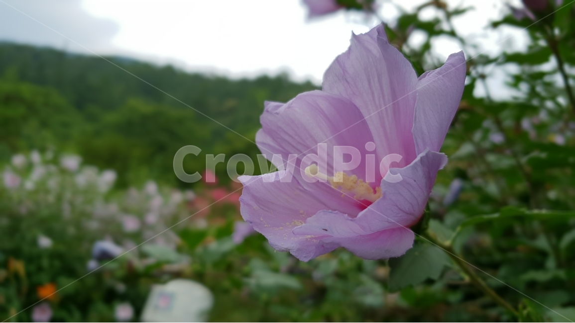 무궁화,식물,자연,꽃,여름,초록,한국,대표,나라꽃,green,nature,flower,국화,7월,8월,9월,대한민국,식물,자연,plants,nature,꽃,flower