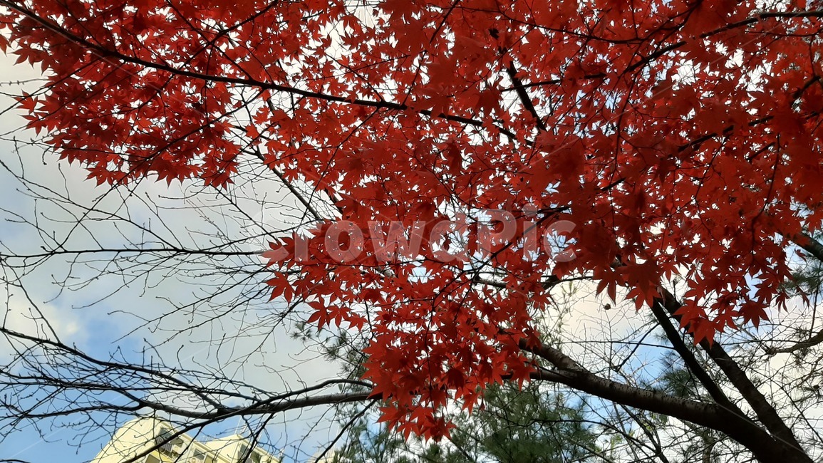 가을풍경,가을하늘,leaf,잎,plant,식물,tree,나무,maple,단풍