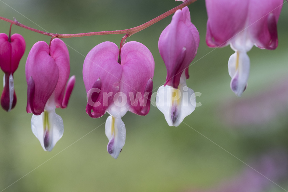 금낭화,꽃,봄꽃,야생화,식물,자연,식물,자연,plants,nature,꽃,flower
