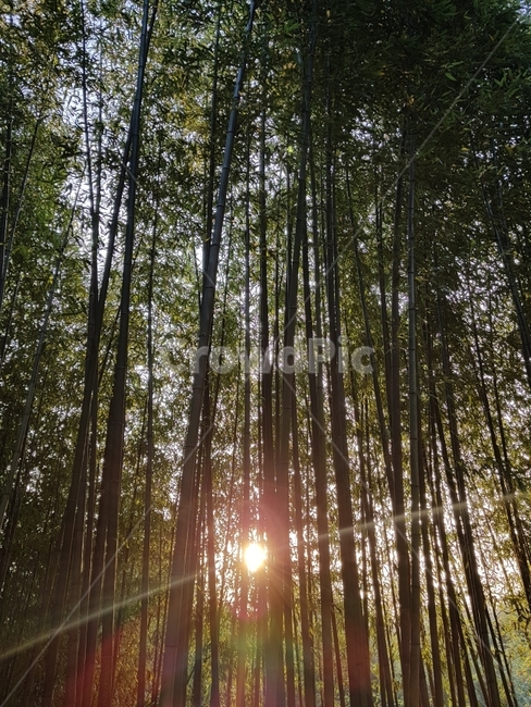 자연,대나무,안식,아름다운자연,평화,식물,자연,plants,nature,나무,trees,wood,휴식,힐링,rest,relaxation,healing
