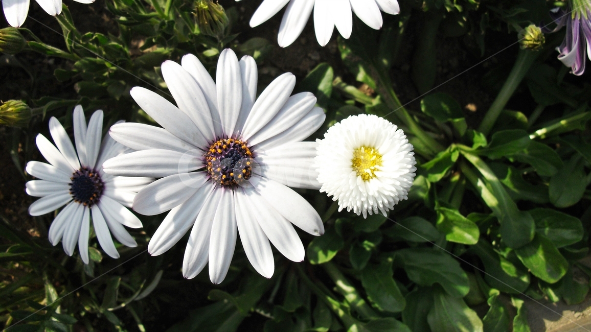 꽃,자연,식물,꽃잎,암술,수술,봄,spring,nature,bloom,petal,floral,scent,beautiful,plant,flower,오스테오스펄멈,아프리카원산,아프리칸데이지,garden,Osteospermum,디모르포테카,데모루,오스테오스퍼멈,식물,자연,plants,nature,꽃,flower