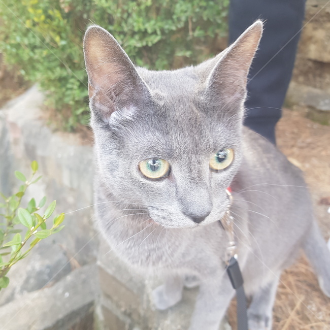 러시안블루,고양이,동물,반려동물,산책,동물,animal,포유류,mammal,고양이,cat,kitten,kitty