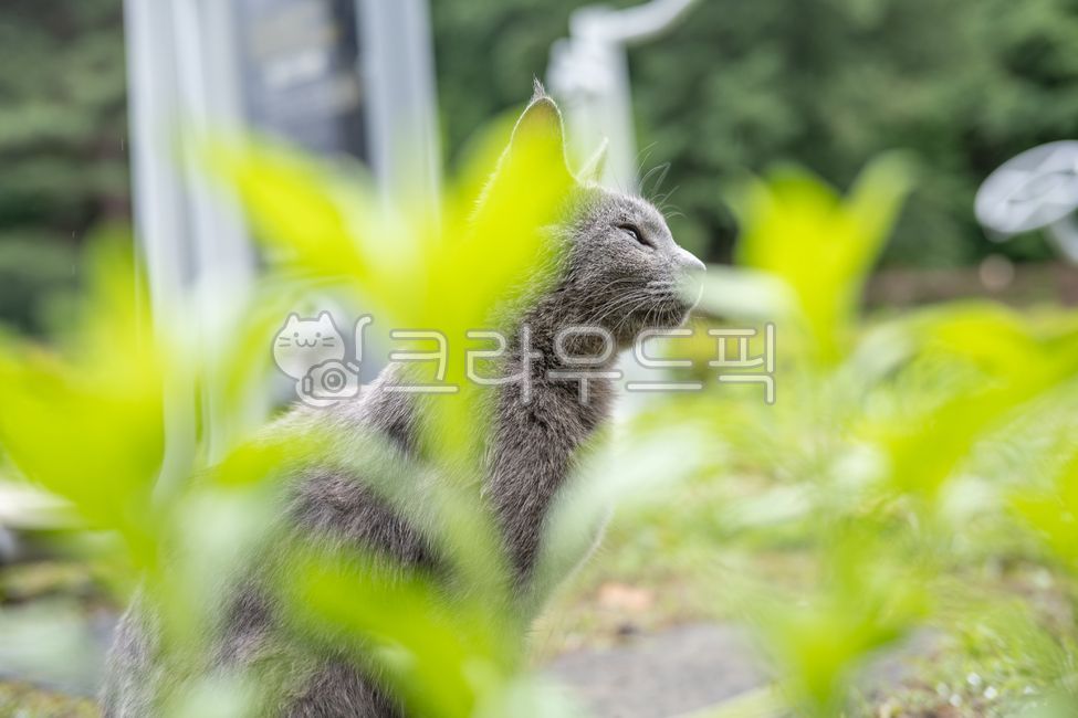 Cat,stray cat,meow,gray cat,cat eating churu,cat eating snack,back view,cat back view,yawning cat,mammal,animal,wild animal