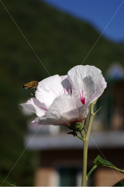 무궁화,꽃,flower,식물,plant,식물,자연,plants,nature,꽃,flower