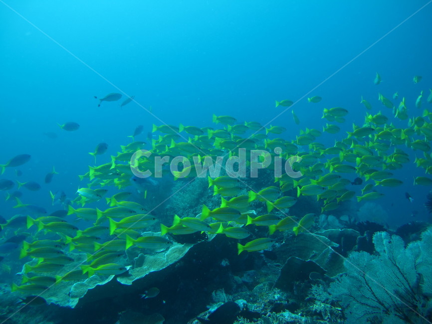 underwate,수중,underthesea,바닷속,nature,자연,sealife,해양생물,underwatercreature,수중생물,reef,암초,dive,scubadiving
