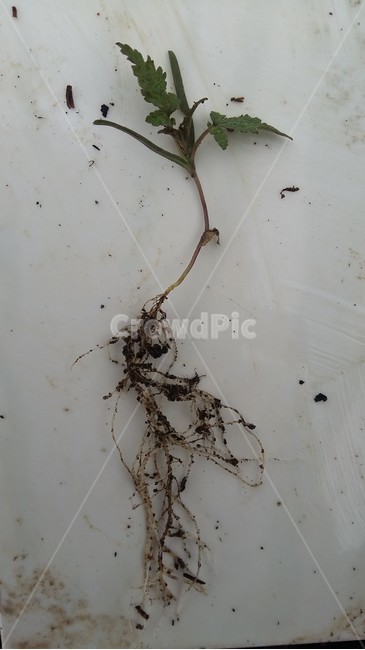 환삼덩굴,환삼덩굴뿌리,뿌리,뿌리길이,위해식물,식물,자연,plants,nature