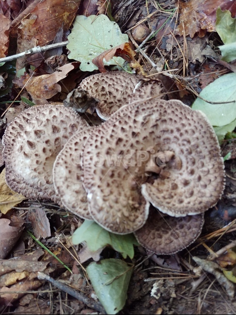 식물,plant,능이,능이버섯,버섯,mushroom,버섯,mushroom