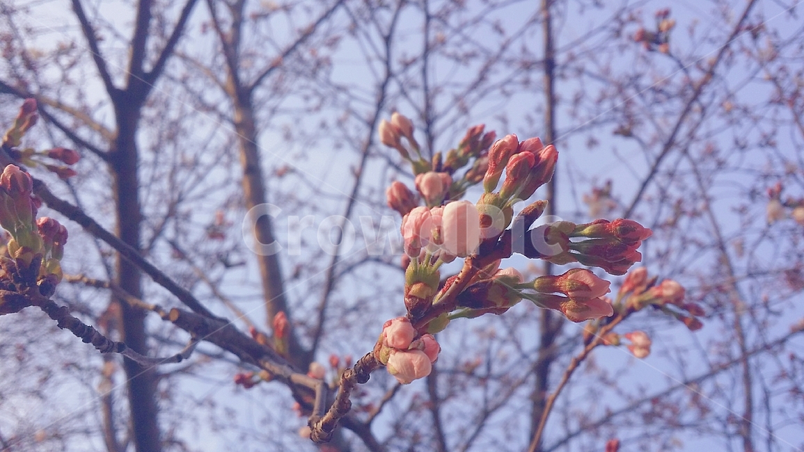 꽃,flower,꽃봉오리,꽃봉우리,벚꽃,벚꽃봉오리,벚꽃봉우리,4월꽃봉오리,4월벚꽃,3월벚꽃,봄,계절,spring,season,식물,자연,plants,nature,꽃,flower,plant,blossom,sprout,새싹,bud,싹