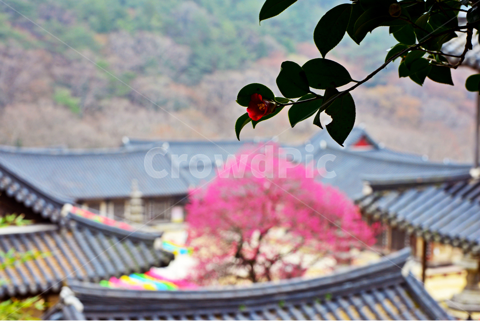 전남,구례,화엄사,흑매,홍매화,사찰,절,봄,계절,자연,경치,경관,풍경,지붕,장미,장미꽃