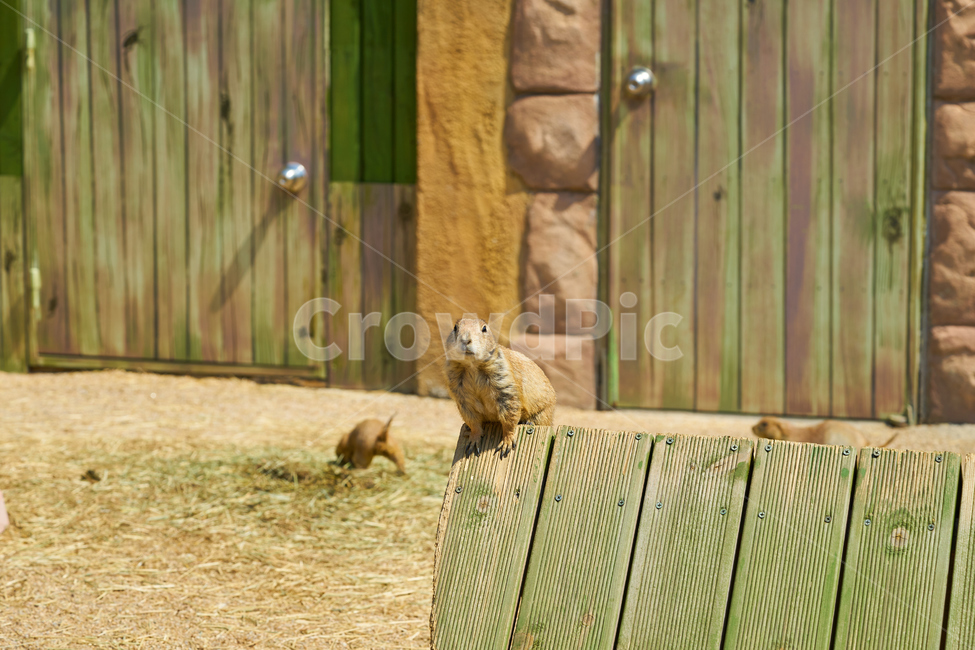 어린이대공원,동물원,동물,프레리독,경계하는,park,animal,zoo,공원,prairiedog,동물,animal,포유류,mammal