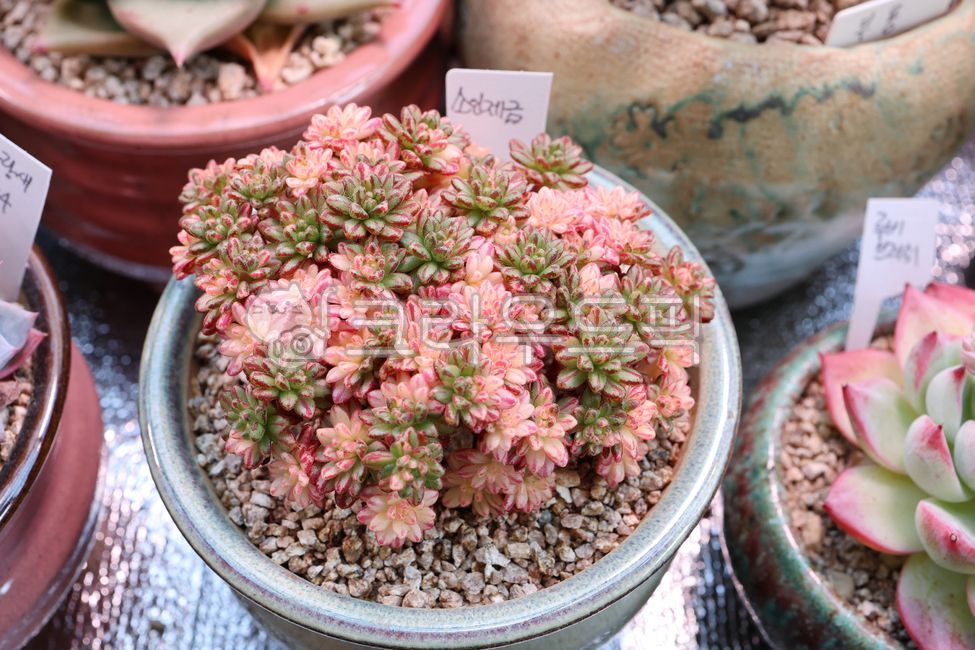 Succulent pot,Raising succulents,Salt Jane,Planting flower beds,gardening,succulents,Making flower beds,Succulent greenhouse,Growing plants,succulent,plant,Succulent Garden,garden,plant interior