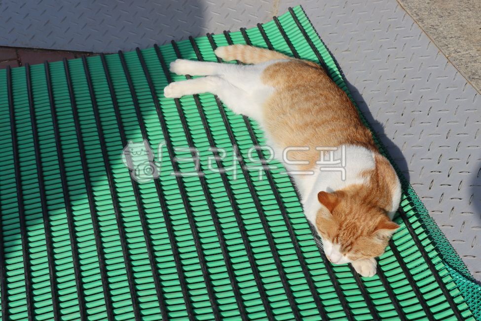 stray cat,cat,animal