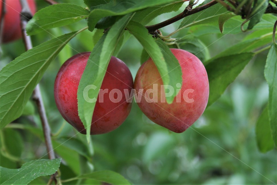자두,자두나무열매,오얏,자도,과일,재배종,식물,자연,plants,nature,과일,열매,fruit