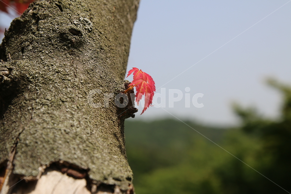 나무,단풍,잎,풍경,낙옆,가을,계절,fall,autumn,season,식물,자연,plants,nature,나무,trees,wood,leaf,plant,tree