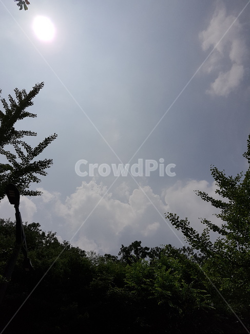 우장산,숲속,하늘,나들이,동네산,산책,나무,수풀,오후,구름,햇빛,자연,풍경,nature,landscape,tree,plant,식물,fir,전나무