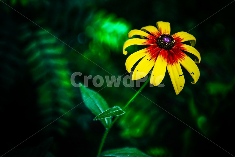 wallpaper,꽃,flower,빨강,노랑,red,yellow,green,초록,식물,자연,plants,nature,꽃,flower