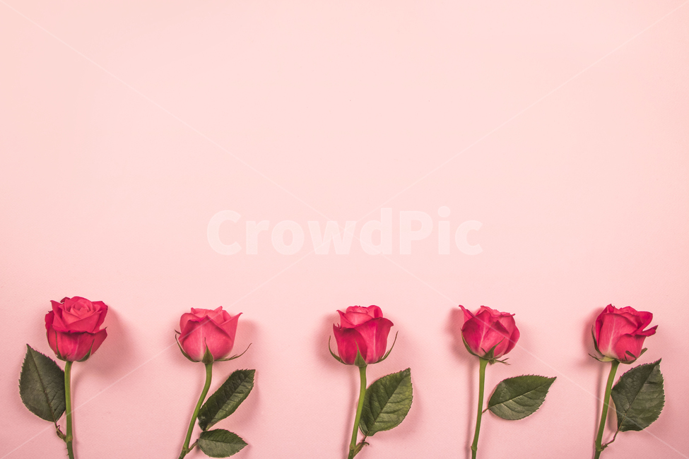 장미,꽃,꽃잎,프레임,봄날,분홍,화사한,기념일,세일,봄,이벤트,시즌,할인,행사,사랑,컨셉,꽃,flower,연출,컨셉,콘셉,direction,concept