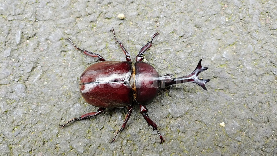 장수풍뎅이,장수풍뎅이수컷,큰뿔장수풍뎅이,코뿔소벌레,koreanrhinocerosbeetle,chalcosoma,투구벌레,곤충,벌레,insect,bug