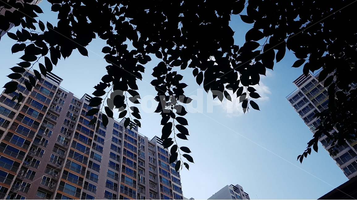 나뭇잎,나무,아파트,하늘,구름,도시,초록,배경,건축물,건물외관,exterior,building,structure,architecture,construction
