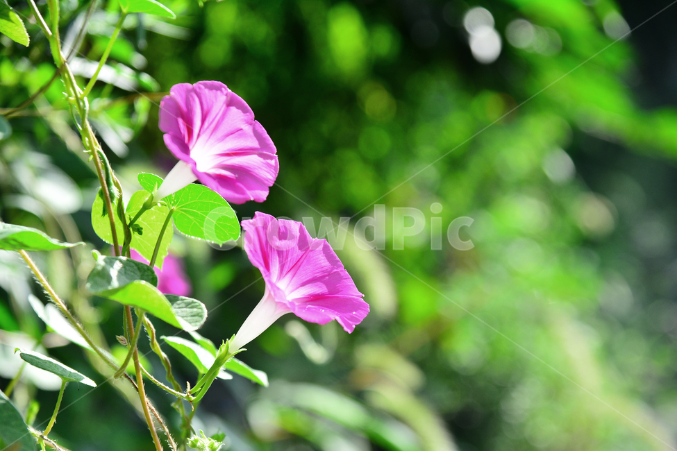 나팔꽃,꽃,야생화,진핑크색,분홍색,아침,들꽃,햇살,오전,morningglory,꽃송이,둘,flowers,green,pink,야외,식물,초본,여름꽃,식물,자연,plants,nature,꽃,flower