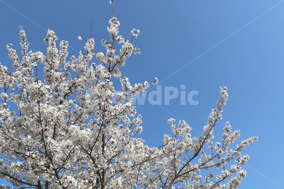 벚꽃,벚꽃나무,벚나무,꽃,나무,식물,장미과,봄,자연,흰꽃,봄,계절,spring,season,식물,자연,plants,nature,꽃,flower,plant,blossom