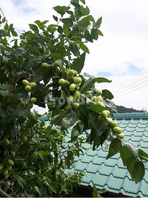 대추,대추차,대추나무,처음,만남,식물,자연,plants,nature,과일,열매,fruit