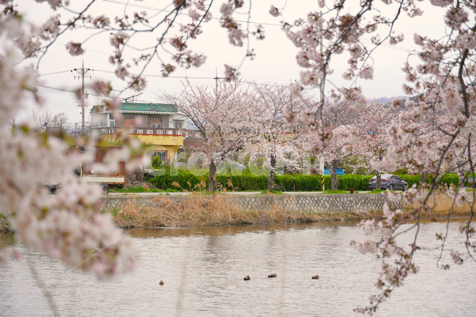 plant,flower,blossom,꽃,벚꽃